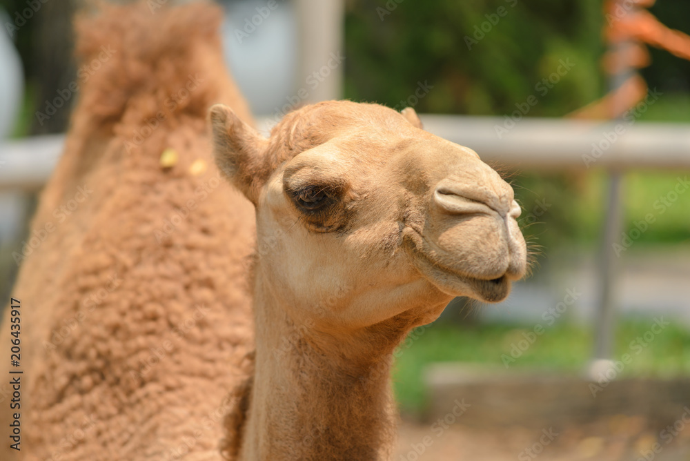 head shot of camel