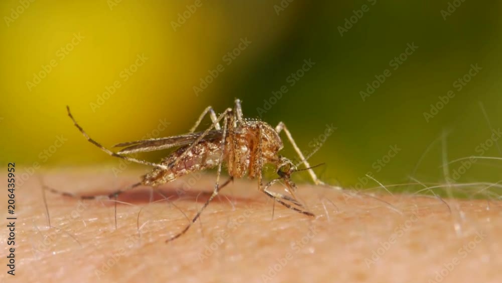 Close-up shot of a mosquito blood sucking on human skin
