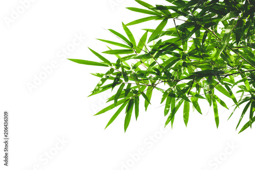 bamboo leaves isolated on white background.selective focus.
