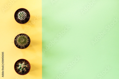 Green background with copy space and yellow stripe with three cactus.
