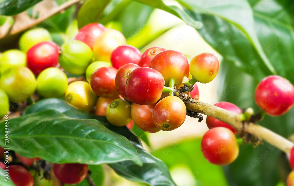 Close up of arabica coffee tree with ripe and raw coffee berries on the branch at plantation Close up of arabica coffee tree with ripe and raw coffee berries on the branch at plantation