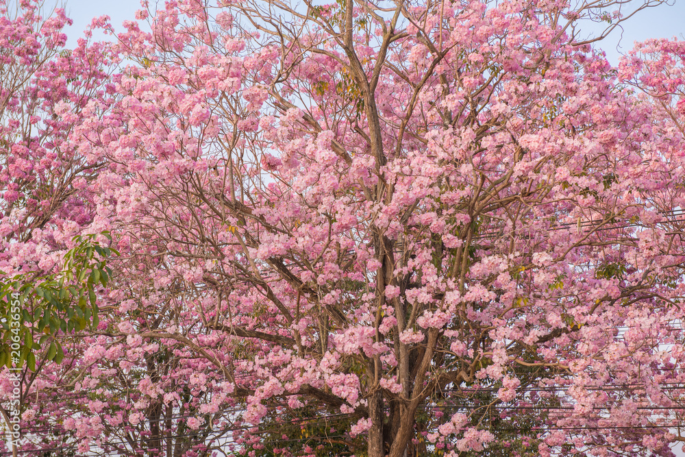 Tabebuia rosea is a Pink Flower neotropical tree Tabebuia rosea is a Pink Flower neotropical tree