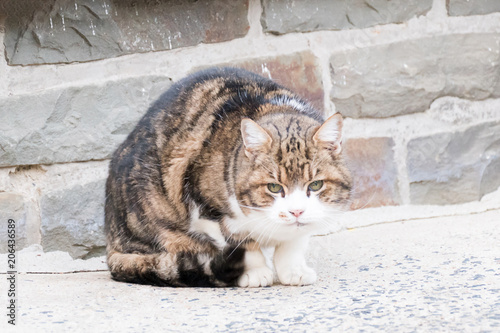 Lovely cat female and look healty in tricolors with white ,black and brown ,small size, furry, carnivorous mammal sitting on cement floor  and looking view outdoor, domestic animal and kindness. photo