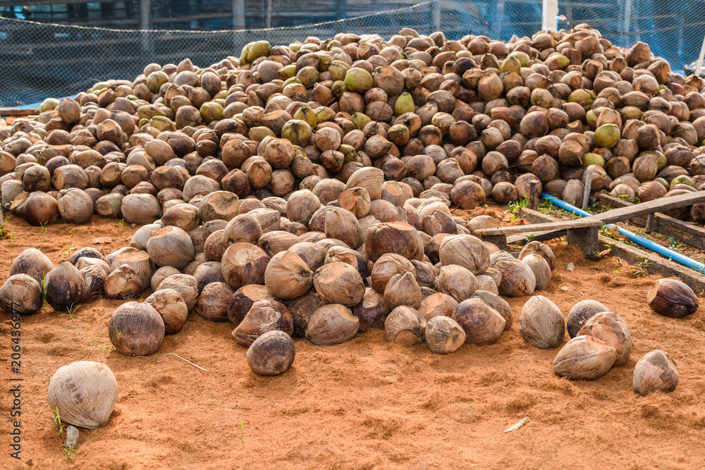 Group of Coconut Perfume is cutting head Arrange, Sort orderly preparations for such varieties for planting coconut trees