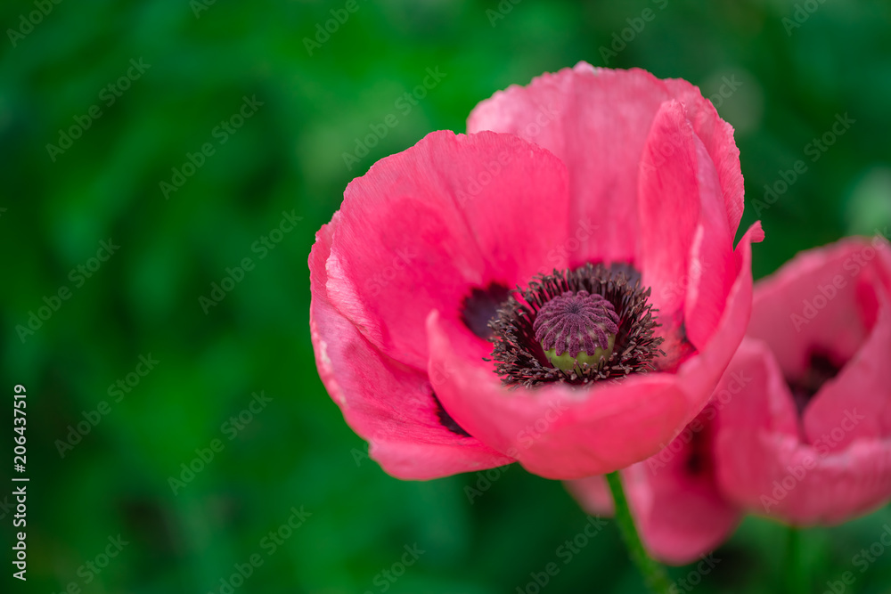 fresh beautiful pink poppies on green field fresh beautiful pink poppies on green field
