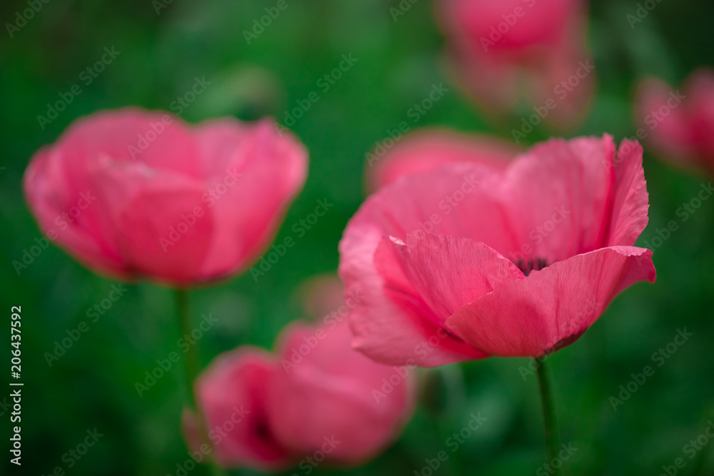 fresh beautiful pink poppies on green field fresh beautiful pink poppies on green field
