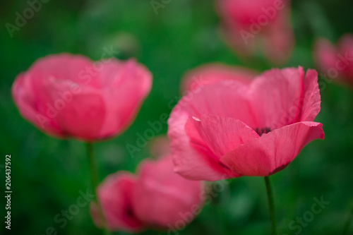 fresh beautiful pink poppies on green field