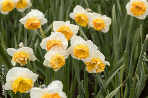 Spring blooming yellow daffodils or narcissuses in garden