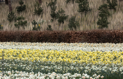 Fototapeta Naklejka Na Ścianę i Meble -  Spring blooming yellow and white  daffodils or narcissuses in garden