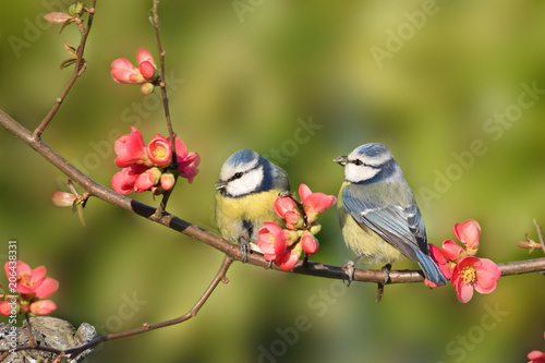 Konstfotografi two cute colorful birds perched on a peach-tree in blossom