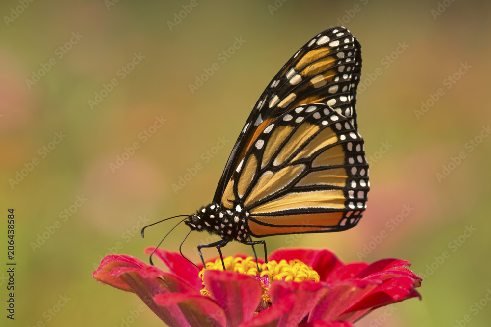 Monarch butterfly on a dahlia flower in Connecticut. Monarch butterfly on a dahlia flower in Connecticut.