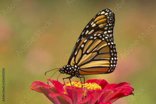 Monarch butterfly on a dahlia flower in Connecticut.