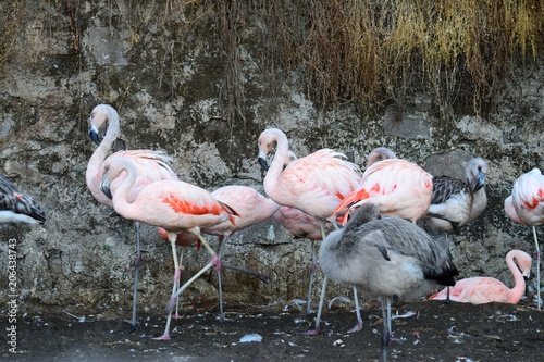 FLAMENCO ZOO MET 01