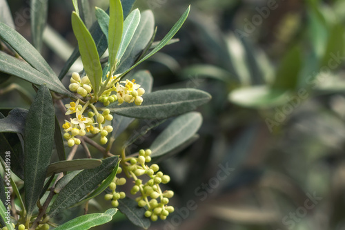 Blooming olive tree