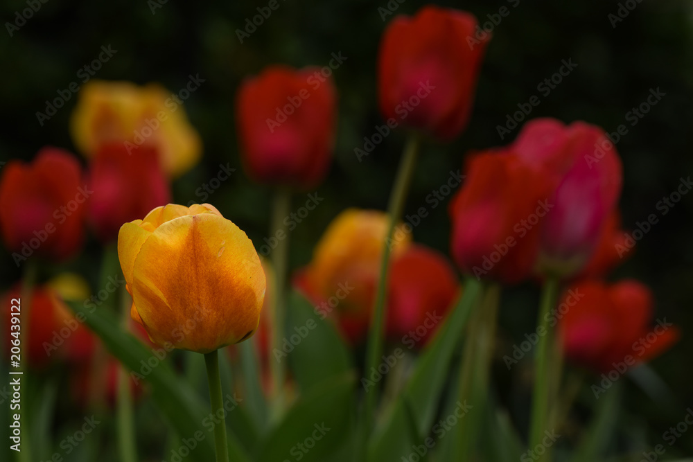 colorful tulips in blossom