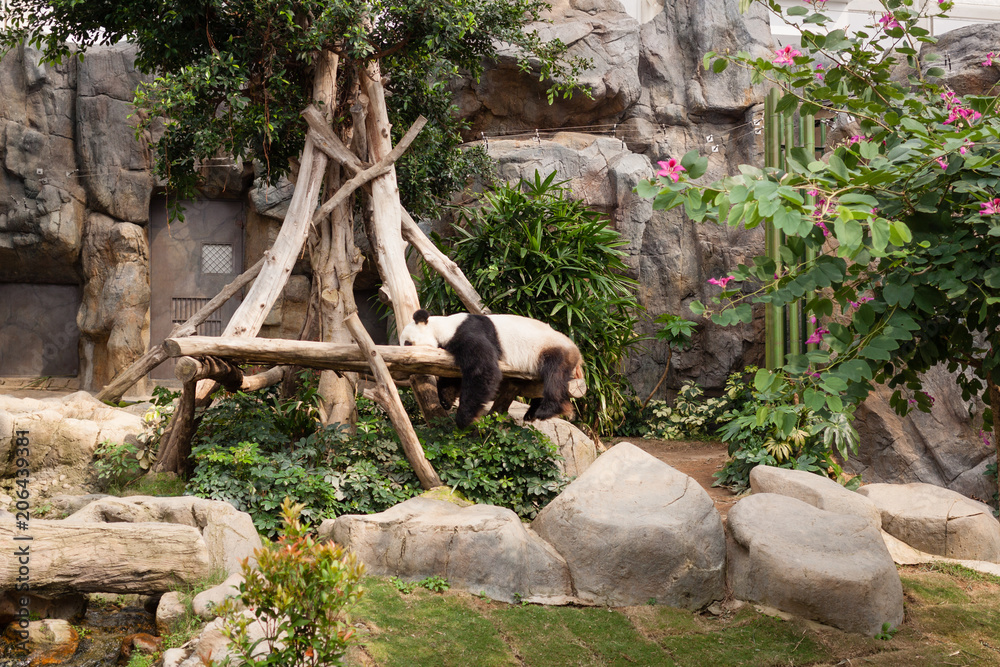 Sleeping Black and white panda in Ocean Park Hong Kong