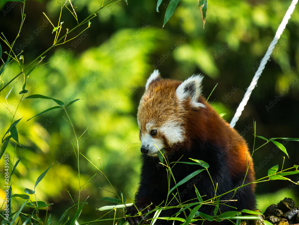 Obraz premium Panda roux