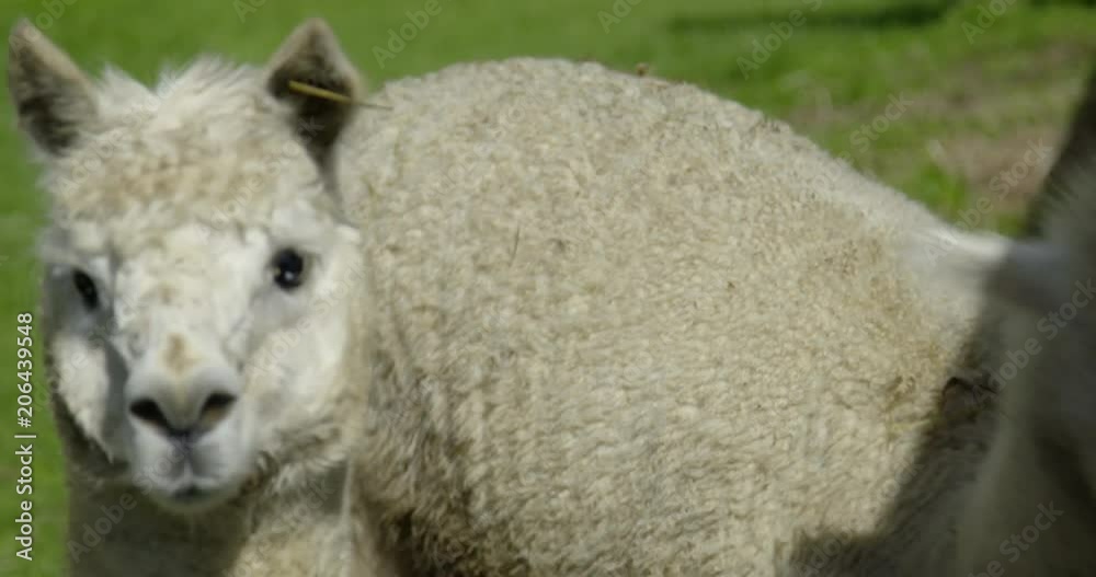 Pull focus two cute white alpacas looking around on a sunny day Pull focus two cute white alpacas looking around on a sunny day
