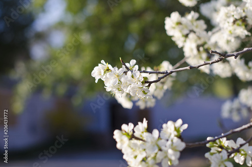 Soft white flowers on the trees in the park under the springtime sun.  © Bric