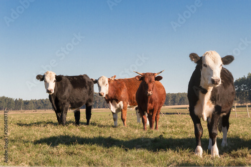 Fototapeta Naklejka Na Ścianę i Meble -  cows grazing in the green Argentine countryside