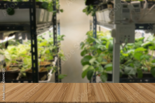 vegetable growing in temperature control system with artificial light with wood table for display product