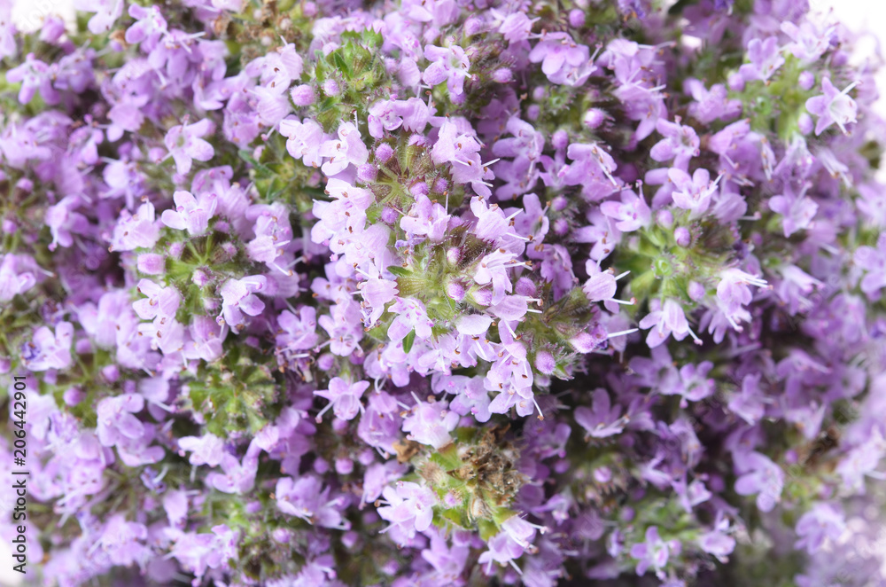 The blossoming thyme close-up