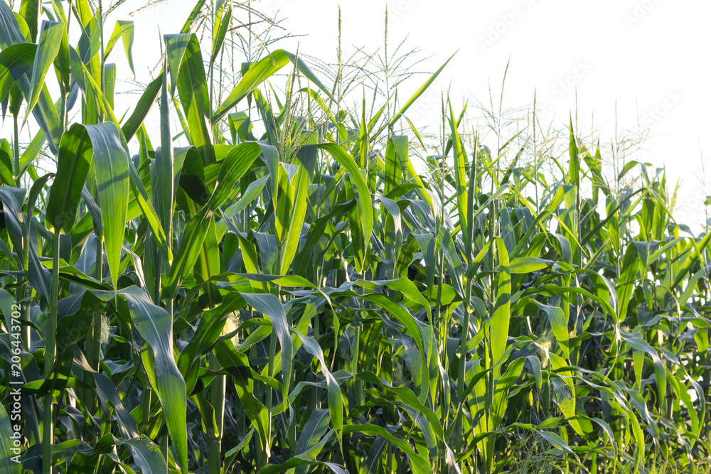Obraz premium corn field isolated on white background