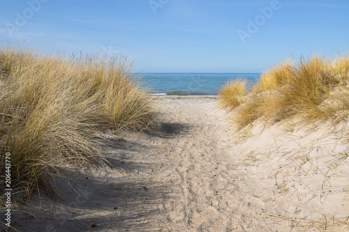 Fototapeta Naklejka Na Ścianę i Meble -  footpath to the beach through the sand dunes with marram grass (Ammophila arenaria) at the Baltic Sea, blue water and sky in the background with copy space