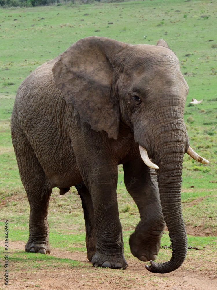Fototapeta premium Addo National Park South Africa Elephant