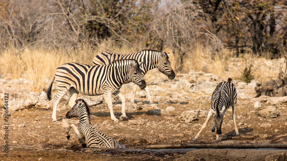 Obraz premium Tombé à l'eau