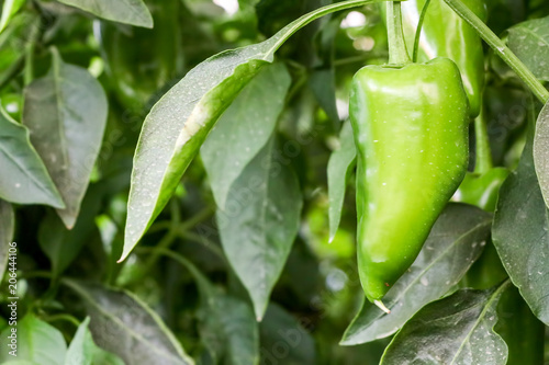 Pepper field, greenhouse ag...