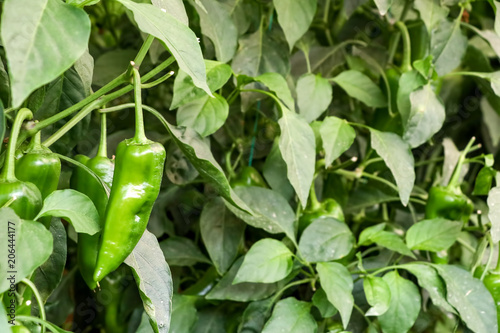 Pepper field, greenhouse ag...