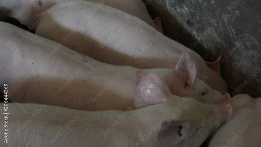 Pig farm with many pigs Pig farm with many pigs