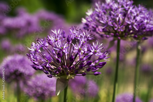 Purple flowers close-up