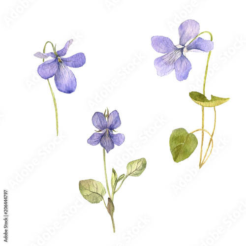 watercolor drawing flowers of viola
