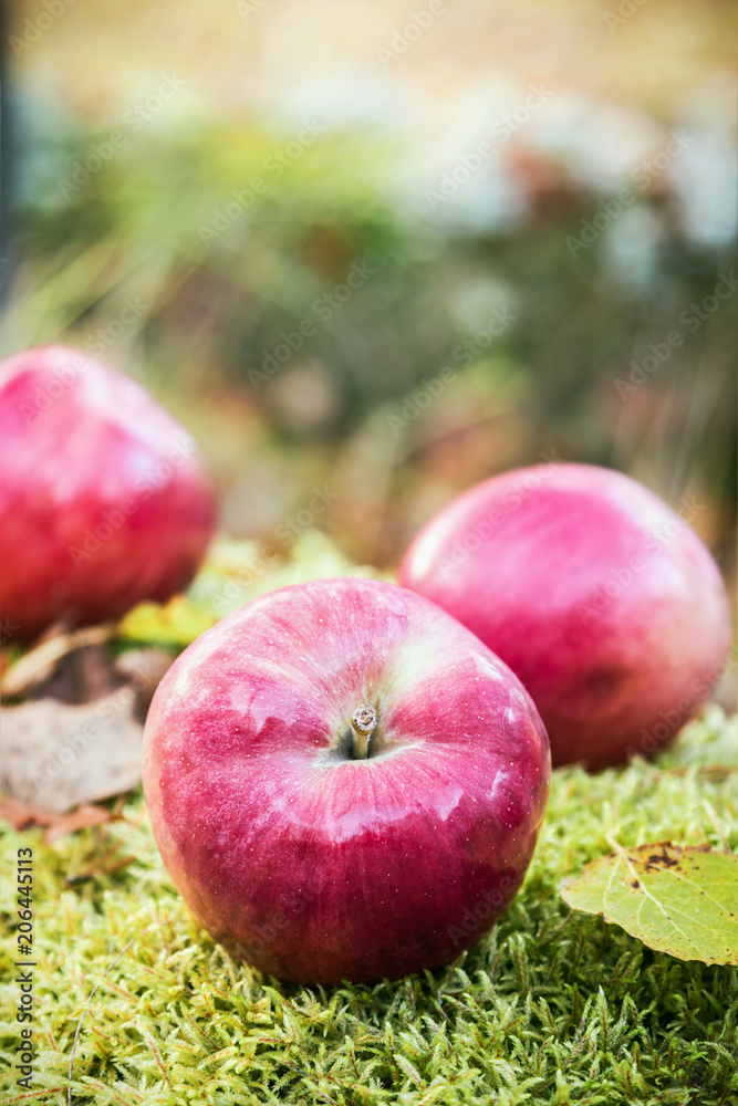 fresh apples on the moss in autumn forest fresh apples on the moss in autumn forest
