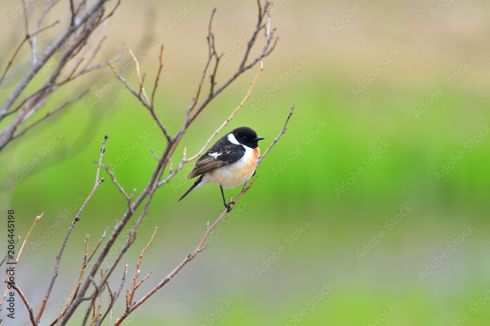 Fototapeta premium 春の高原で出会ったノビタキ