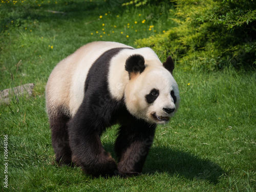 Panda Géant © photoloulou91