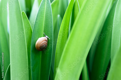 Snail on green leaf.