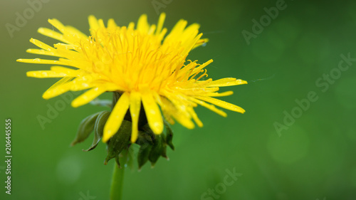 Fototapeta Naklejka Na Ścianę i Meble -  Yellow dandelion closeup.