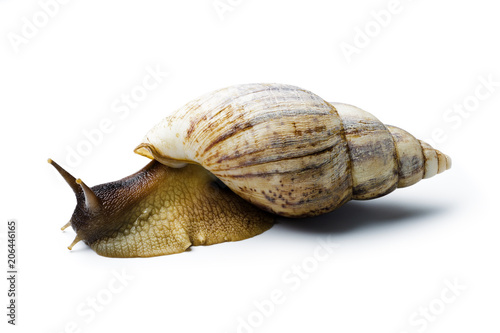 Giant african snail isolated on white background