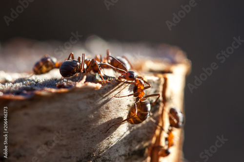 Fotografie, Tablou Ants on a tree stump in sunny weather