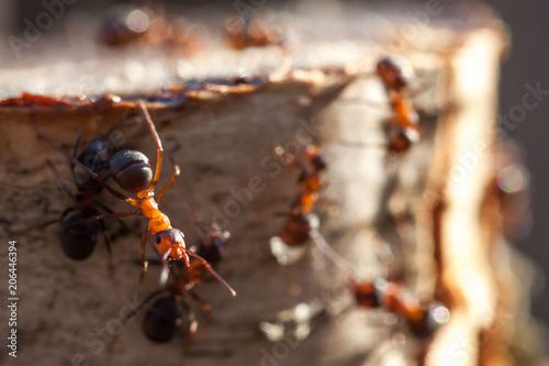 Ants on a tree stump in sunny weather