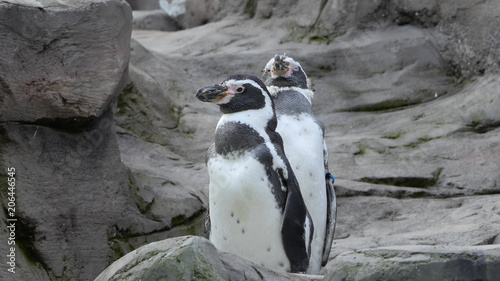 Humboldt penguins. Spheniscus Humboldti.