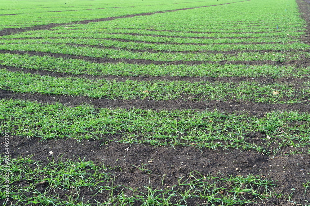Image of young wheat sprouts. Image of young wheat sprouts.