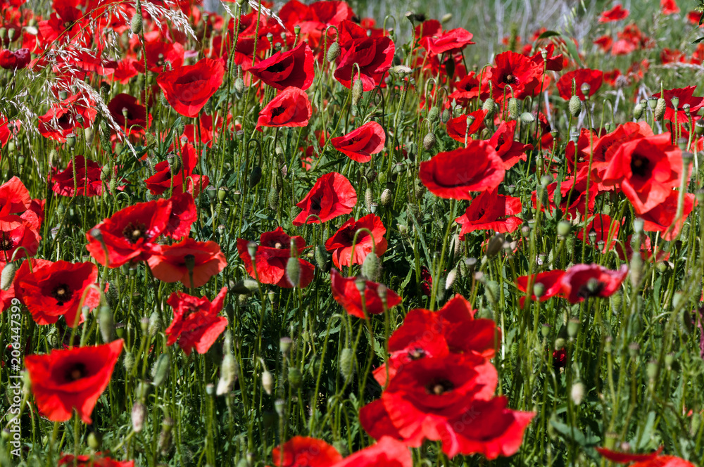 Red poppy in the field Red poppy in the field