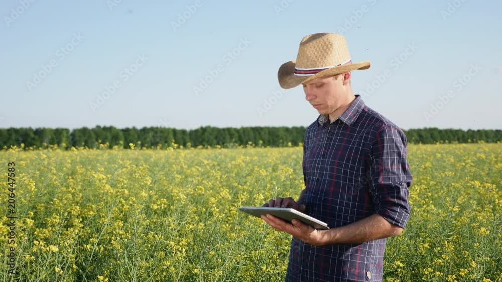 Young man farmer working on the rapse field. It uses a digital tablet