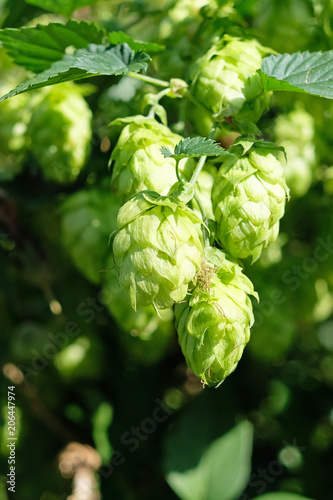 Flowers and leaves of common hop plant, image taken in a swiss garden, Switzerland, Europe