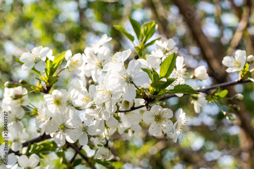 Blossoming of cherry flowers in spring time with green leaves