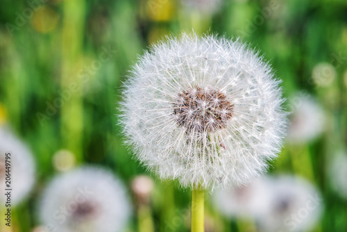 Fototapeta Naklejka Na Ścianę i Meble -  Dandelion flower on the meadow.